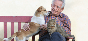 pets-cat-seniors